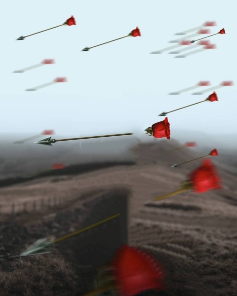 Arrow Rose Photo Editing Backround Hd