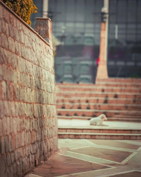 Autodesk Photo Editing Background Download Pic