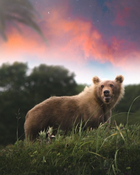 bear New Picsart Background Free Download