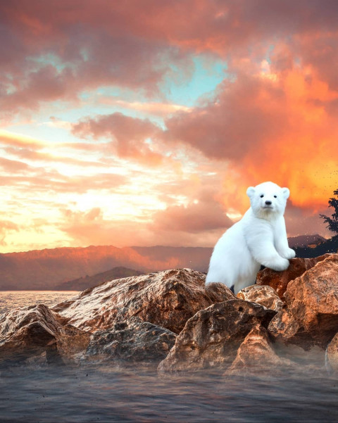 Bear New Picsart HD Background Download HD