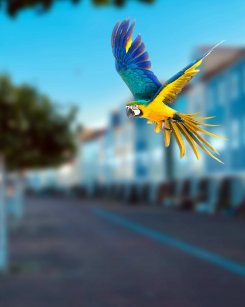 Bird CB Photo Editing New Background Download