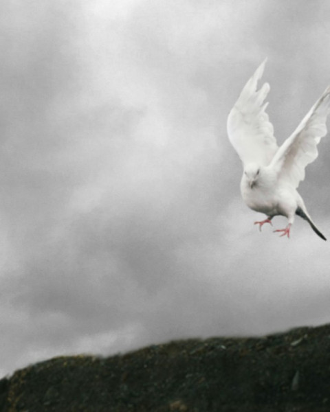 Bird Manipulation Editing HD Background New