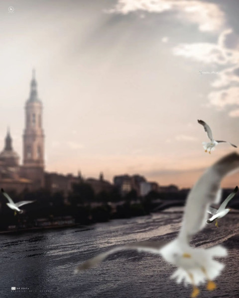 Bird Picsart HD Background Download Free