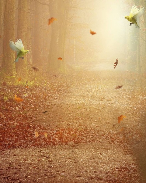 Birds Full HD Cb Background For Picsart