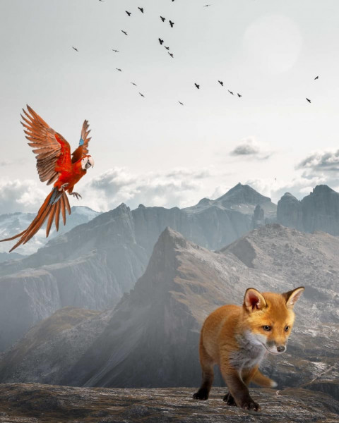 Birds Instagram Viral Photo Editing Background