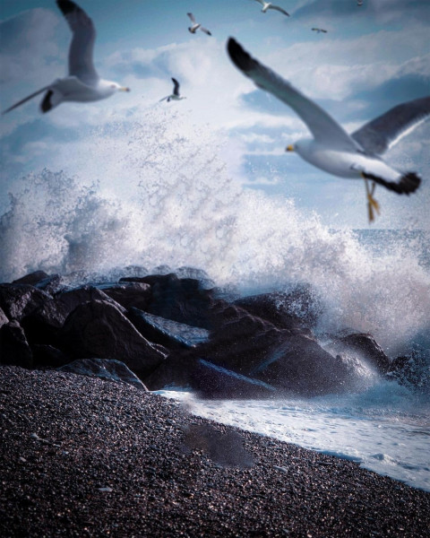 Birds Picsart Background For Photo Editing