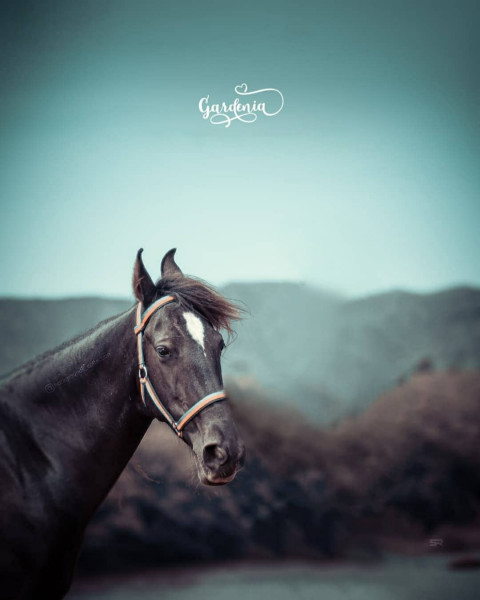 Black Horse Photo Editing Background Hd