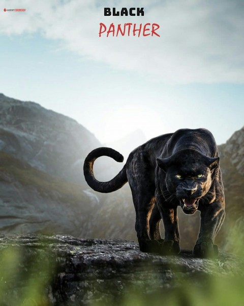Black Panther Movie Poster Background