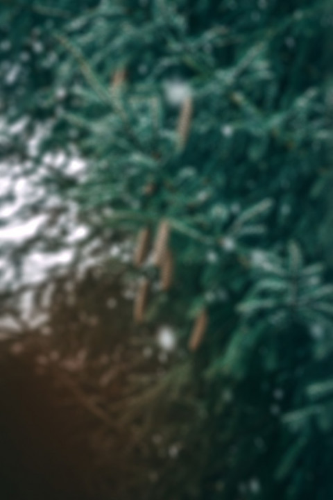 Blur Autumn Forest Tree CB Picsart Background HD Download Pic