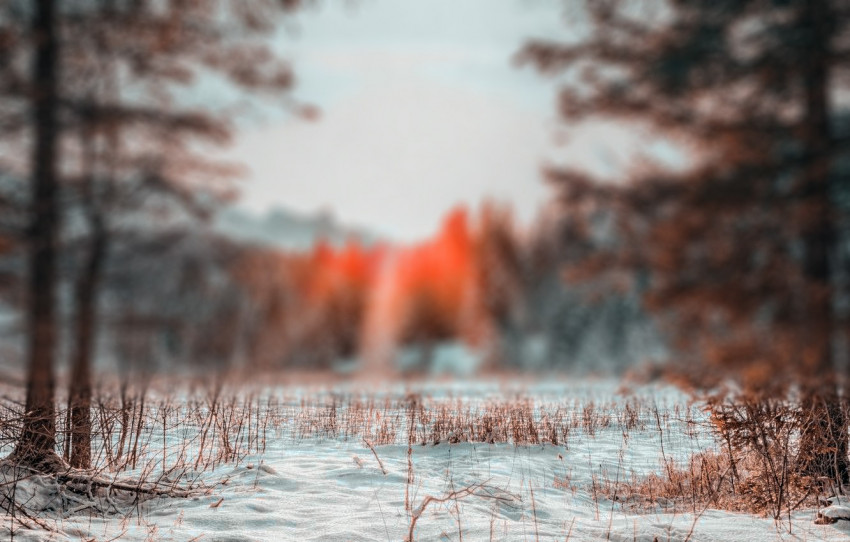 Blur Autumn Tree CB Picsart Background High Resolution Download Pic