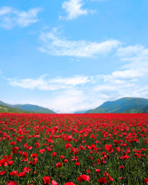 Blur CB Editing Nature Background Download HD