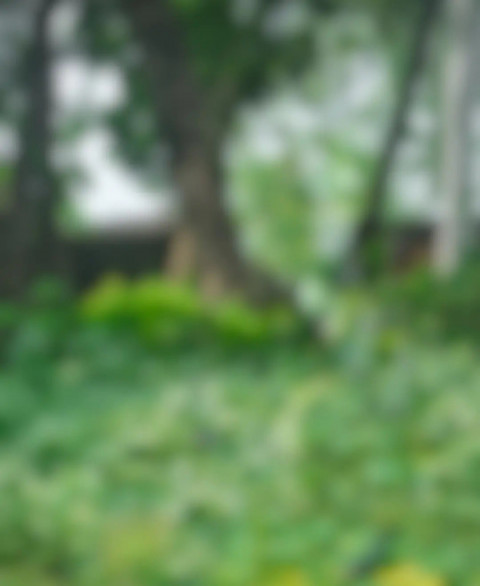 Blur Forest CB Background Editing Download Hd