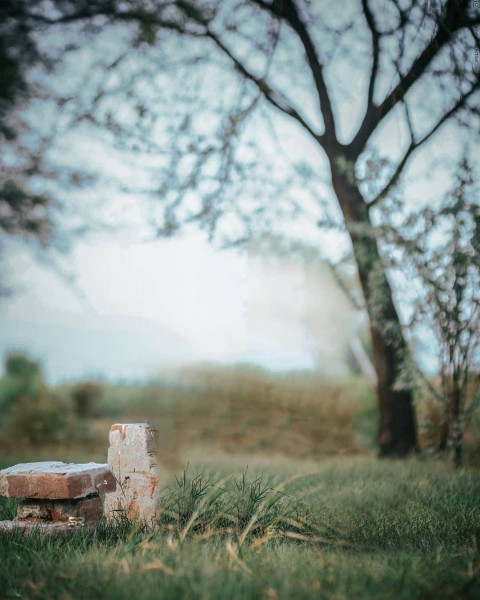 Blur Forest Photo Editing BAckground HD For CB Picsart