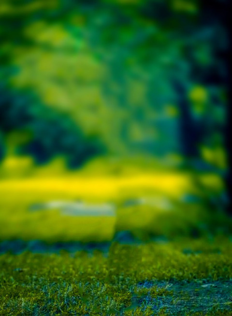 Blur Forest Picsart Background Free Stock Images HD