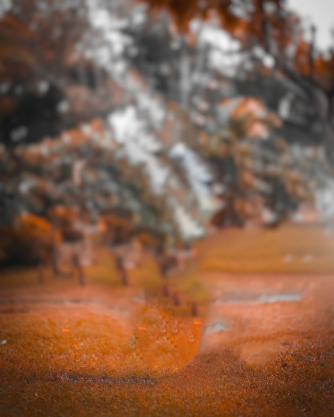 Blur Forest Taukeer Editz Background Free Download