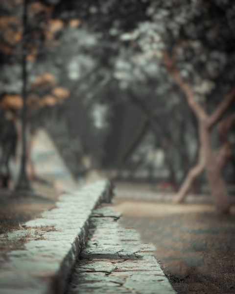 Blur Forest Taukeer Editz Background Free Download