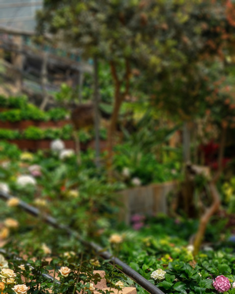 Blur Garden Photo Editing Background Download