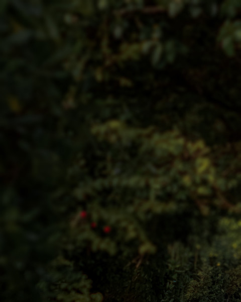 Blur Garden Photo Editing Background Download New