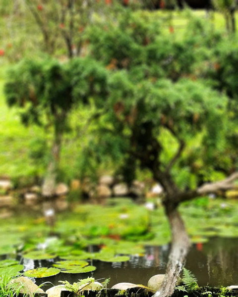 Blur Garden Photo Editing Background Download Pics