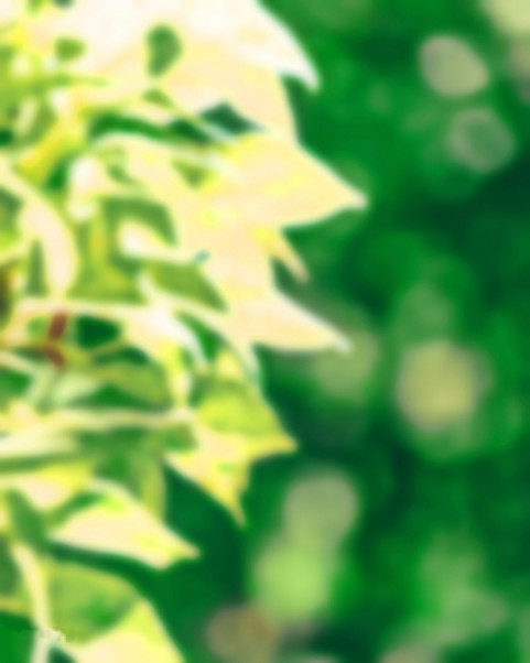 Blur Leaf Photo Editing CB Background Download