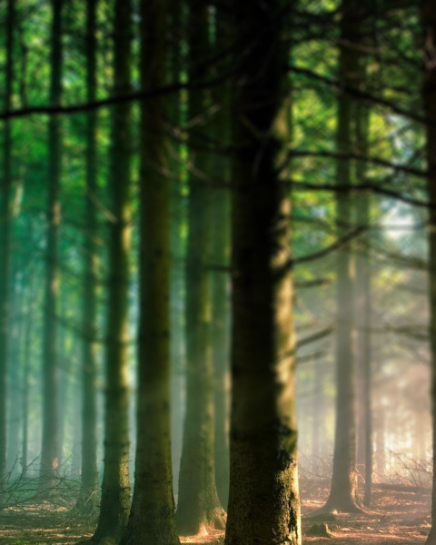 Blur Nature Photo Editing Background Download