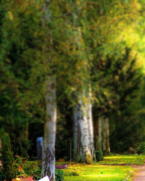 Blur Nature Photo Editing Background Download HD