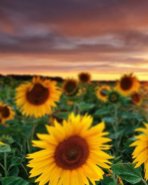 Blur Nature Photo Editing Background For Photoshop