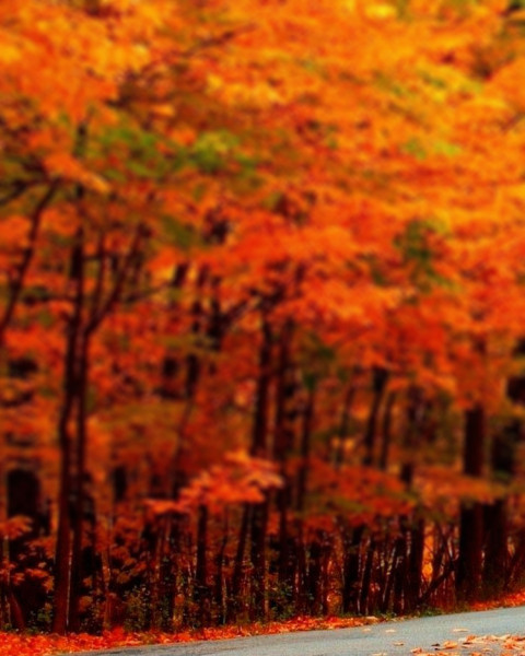 Blur Nature Photo Editing Background For Photoshop Free