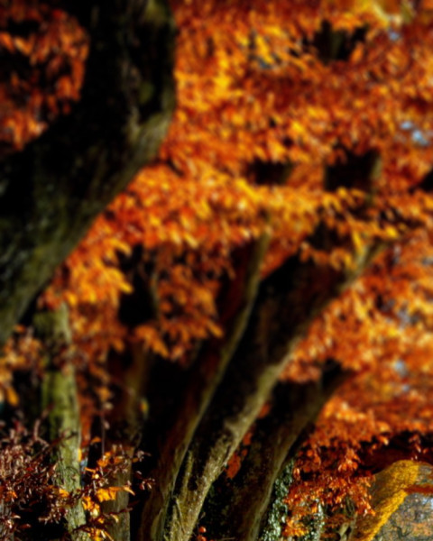 Blur Nature Photo Editing Background For Photoshop HD