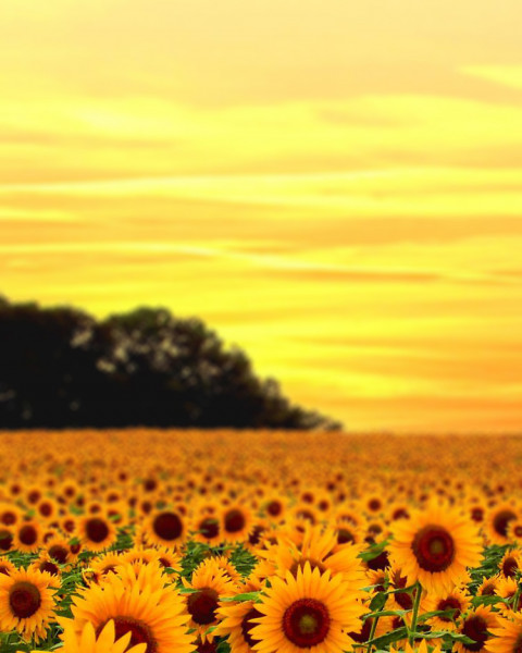 Blur Nature Photo Editing Background For Photoshop New