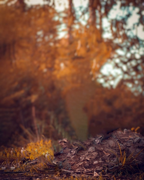Blur Nature Photo Editing Background Taukeer Editz