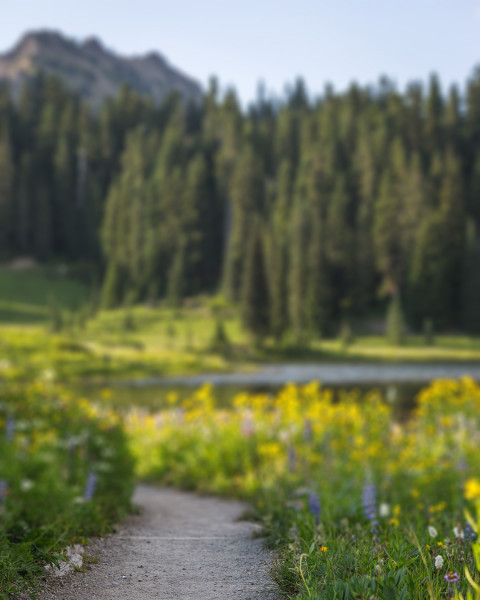 Blur Road Nature CB Picsart Editing Background