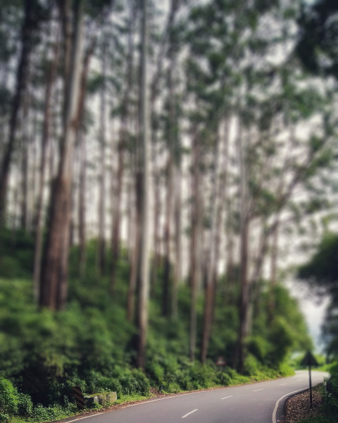 Blur Road Nature CB Picsart Editing Background