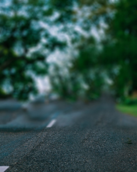 Blur Tree Green CB Photo Editing Full HD Background Download Free