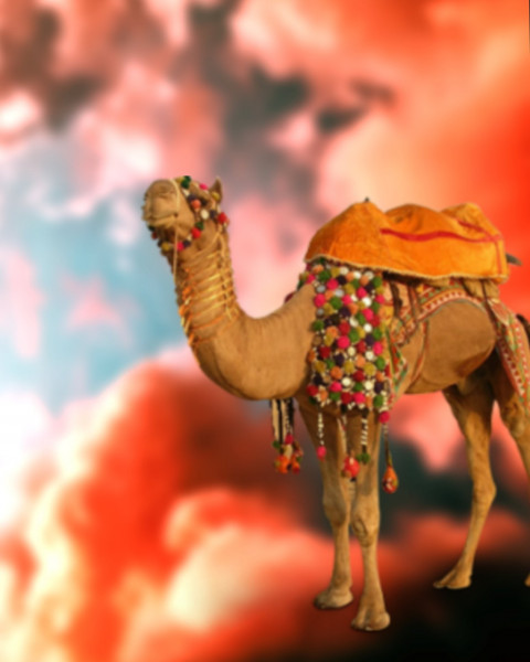 Camel Trending CB Photo Editing HD Background
