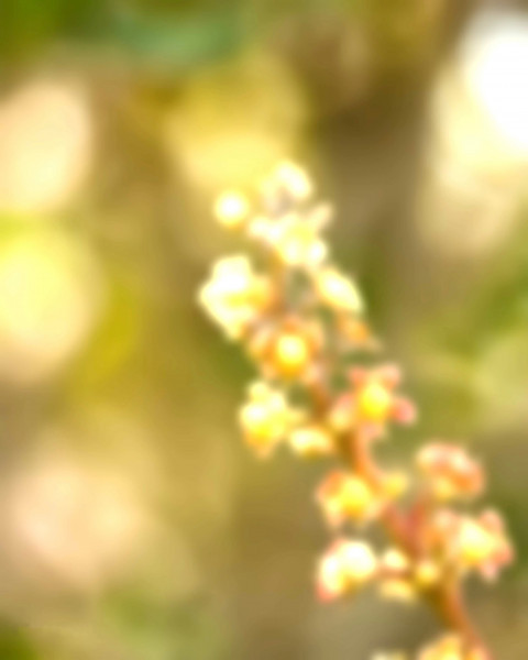 CB Blur Background For HD Photo Editing  Pic