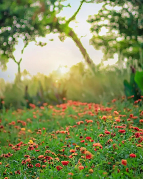 CB Editing HD Images Free Grass Background Download