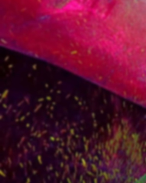 CB Holi Photoshop Editing Background Full HD Download