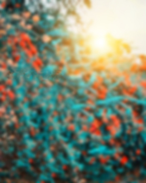 CB Nature Photo Editing Blur Background Full HD
