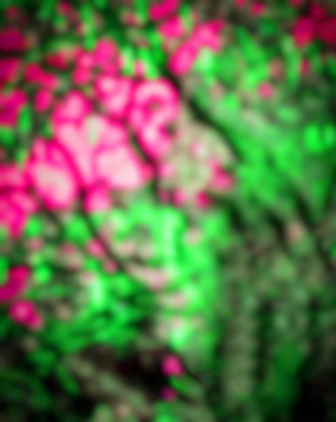 CB Photo Editing Blur Leaf Background Full HD