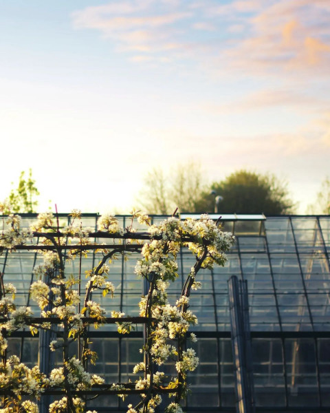 CB PicsArt Flowers Photo Editing HD Background