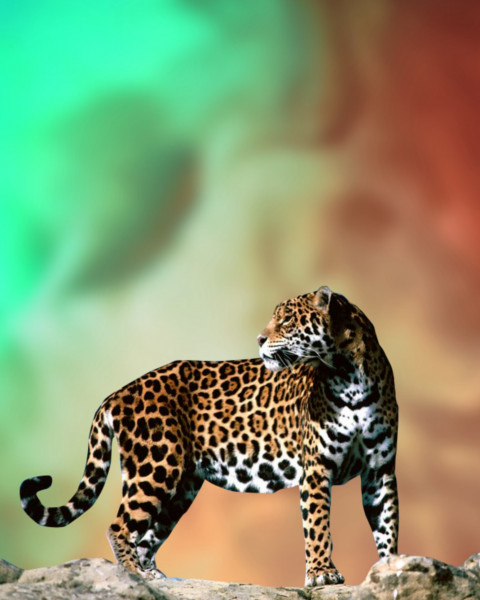 Cheeta PicsArt CB Editing Background HD Download