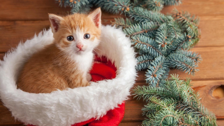 Christmas Car Wallapper Download Free Full HD