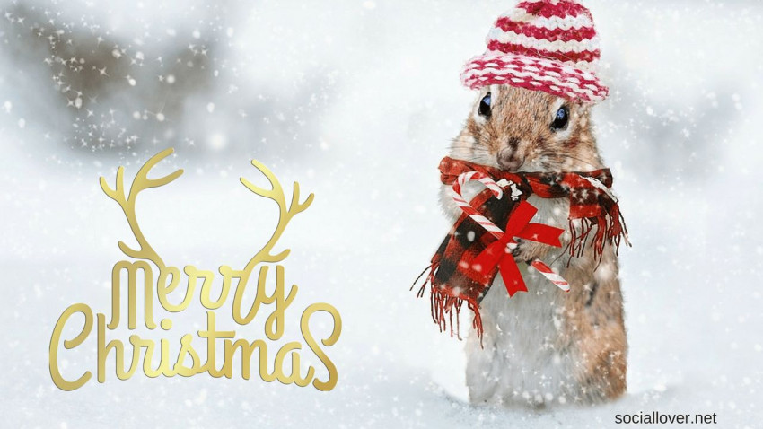 Christmas Wallpaper Free Download For WhatsApp Dp