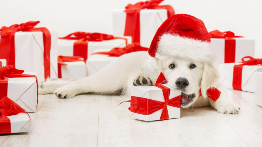 Christmas Wallpaper Free Download For WhatsApp Dp