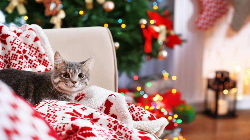 Christmas Wallpaper Free Download For WhatsApp Dp