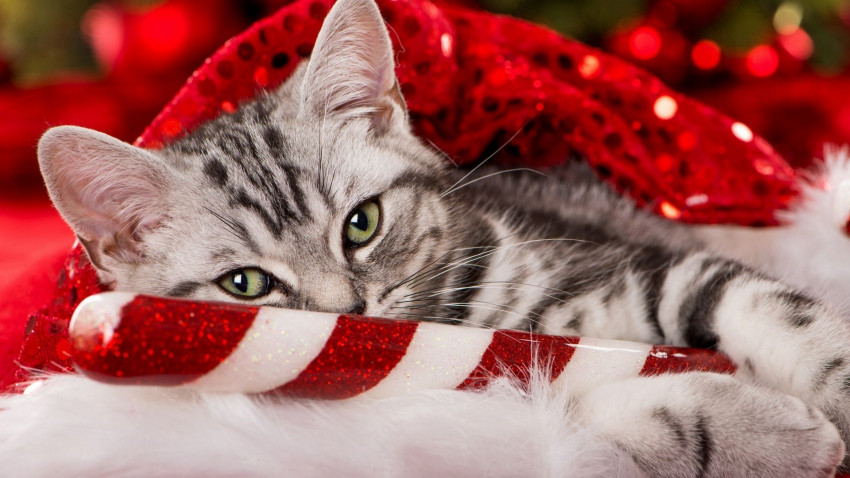 Christmas Wallpaper Free Download For WhatsApp Dp