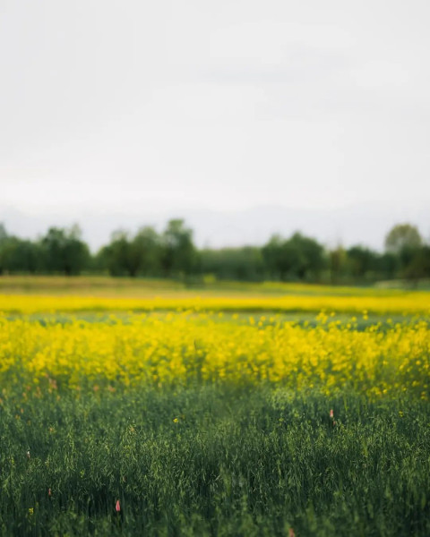 Cool Yellow And Green Flowers Background CB Editing Stock Image