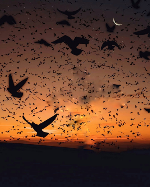 Crow Picsart Background Download For Photo editing