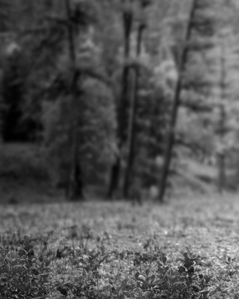 Dark Forest Cb Editing Background For Picsart